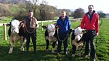Surrogate cows