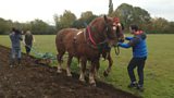 Suffolk Punch