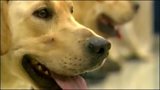 DOG RESCUE