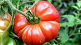 ÃÛÑ¿´«Ã½ Radio 4 Food & Farming Awards