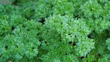 Neil Forbes's Courgette, Lovage & Parsley Soup