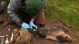 How do you vaccinate a badger?