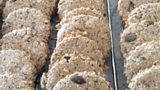Seeded Oatcakes