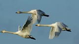 ICELANDIC WHOOPER SWANS