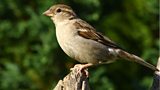 THE BIG GARDEN BIRDWATCH…