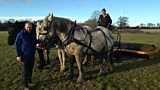 Percheron horses