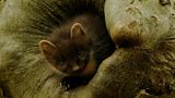 Good news for Pine Martens, Rail on the Edge and Kalette
