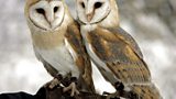 Barn owls