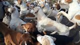Berkeley hounds