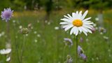 FIRESIDE MEADOW TALES