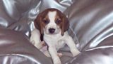 Buddy the Beagle