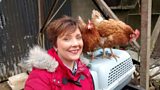 Celebrity Farm