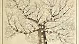 TRACING YOUR FAMILY TREE