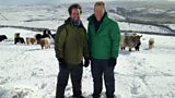 Belted Galloways in the snow