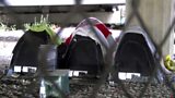 Romanians living under London flyover