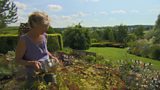 Derry’s top six plants to grow from seed