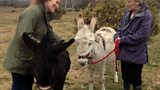 Animal road accidents