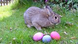 Easter Egg Hunt at St Mary’s Gortnaghey Primary School