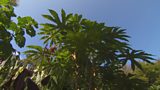 Tropical garden featured
