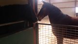 Crosskennan Lane Animal Sanctuary