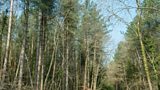 Tree disease