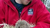 Hedgehog release