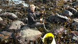 Seaweed