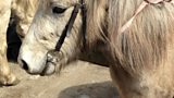 Eriskay ponies