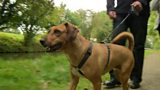 Dog Leads