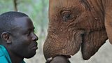 Caring for Zambia’s orphaned elephants