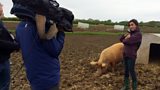 Tamworth pigs