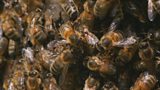 Beekeeping