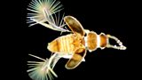 Featherwing Beetle