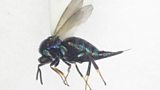 Parasitoid Wasp