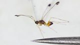 Fairy Wasp