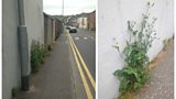 Superweeds