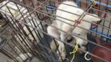 Dog Meat