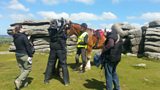 Clydesdale horses