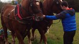 Suffolk Punch horses