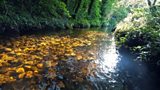 Fly Fishing