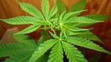 Cannabis