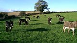 Foster Donkeys