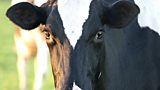 Dairy Farmers
