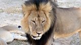 Cecil The Lion