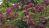 Late-flowering clematis