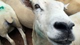 Lamb prices