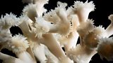 Lophelia pertusa