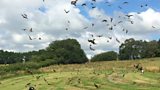 Birds on the brink