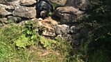Archie in the wall