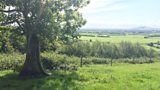 Ash Tree